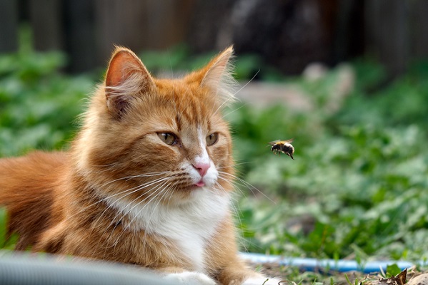 Como lidar com uma picada de abelha em gatos - 00