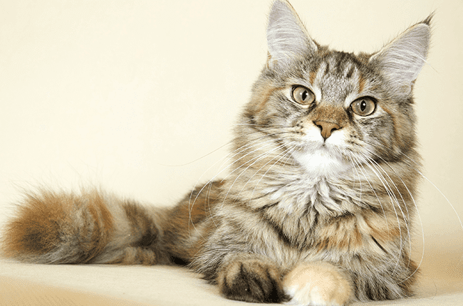 Gato Maine Coon-01