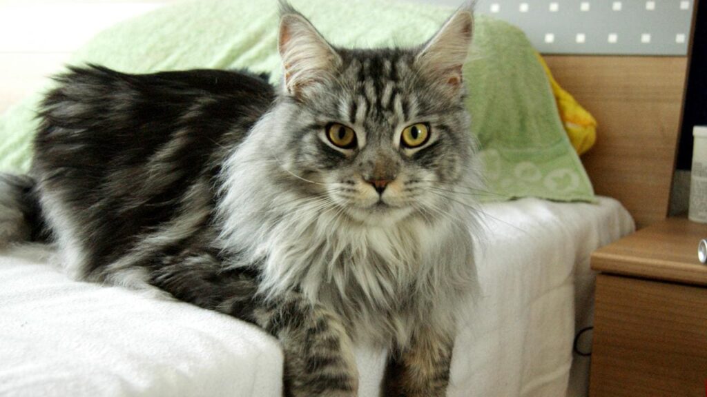 Gato Maine Coon-010