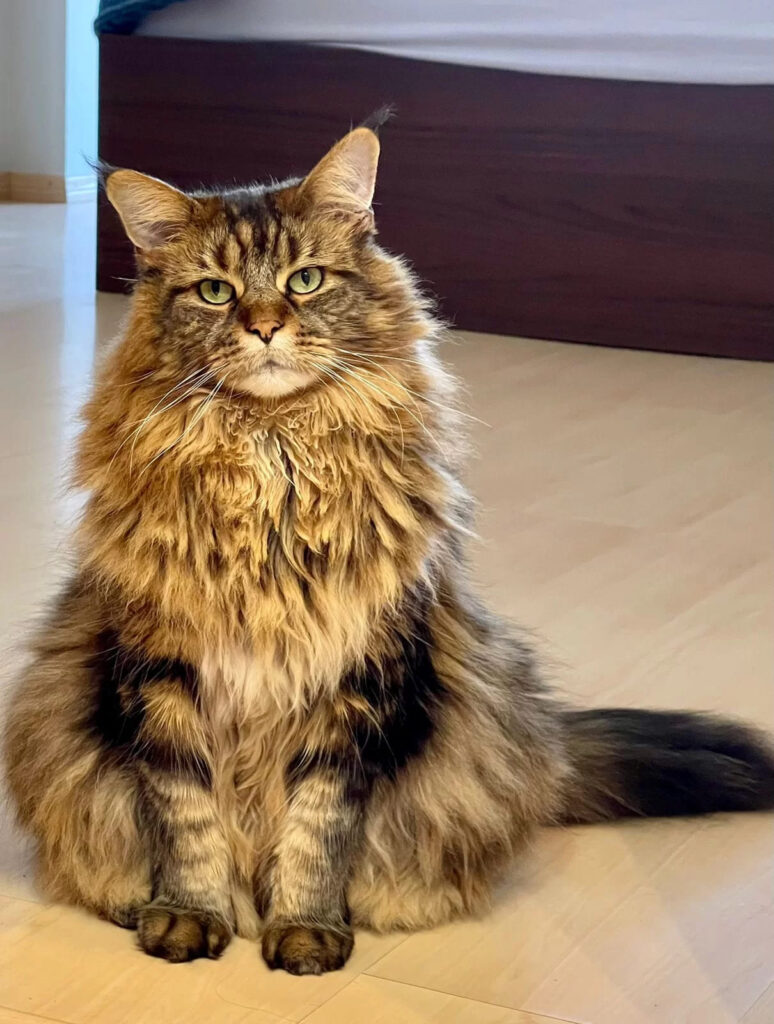 Gato Maine Coon-011