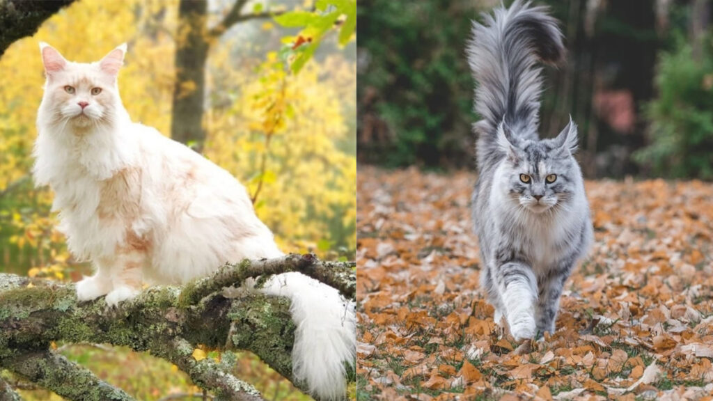 Gato Maine Coon-03