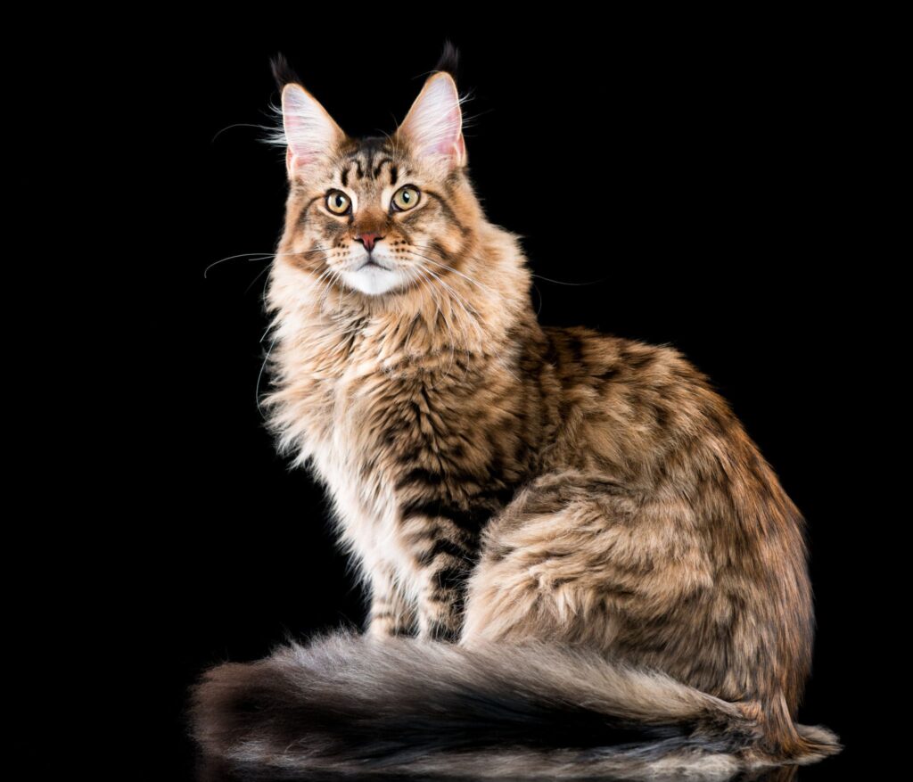 Gato Maine Coon-04