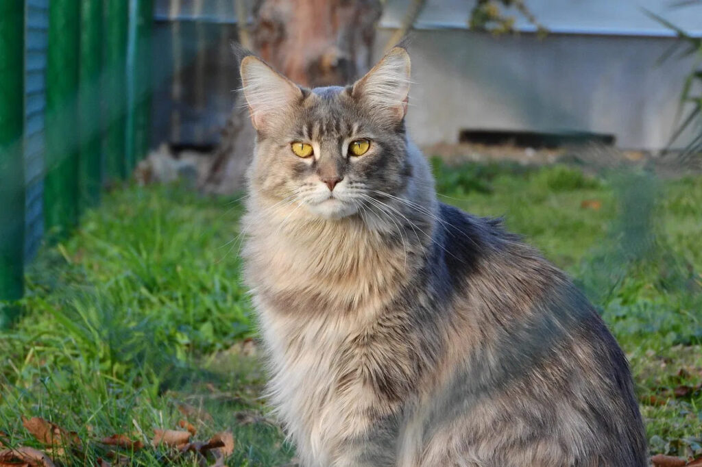 Gato Maine Coon-08