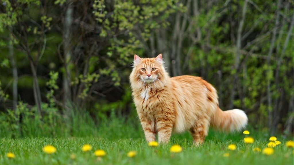 Gato Maine Coon-09