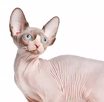 Gato Sphynx O Charme Único da Raça sem Pelos - 01