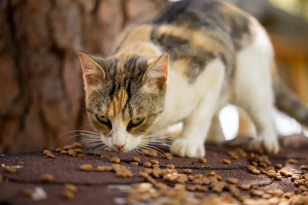 Paladar dos gatos 09