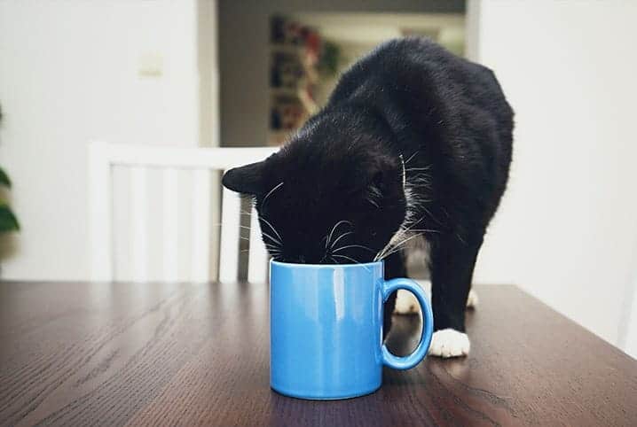 Quanto tempo um gato pode ficar sem comer - 02