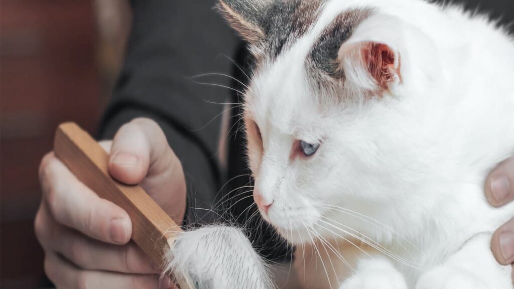 Queda de pelo em gatos 06