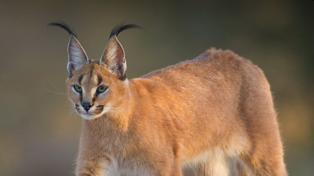 Gato Caracal 00