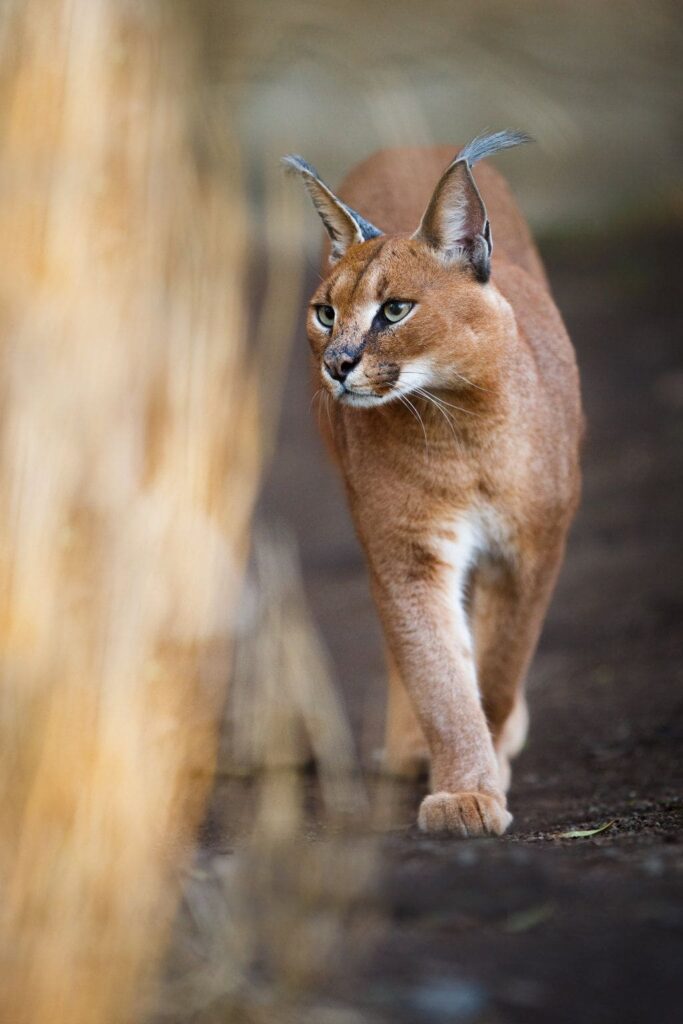 Gato Caracal 02