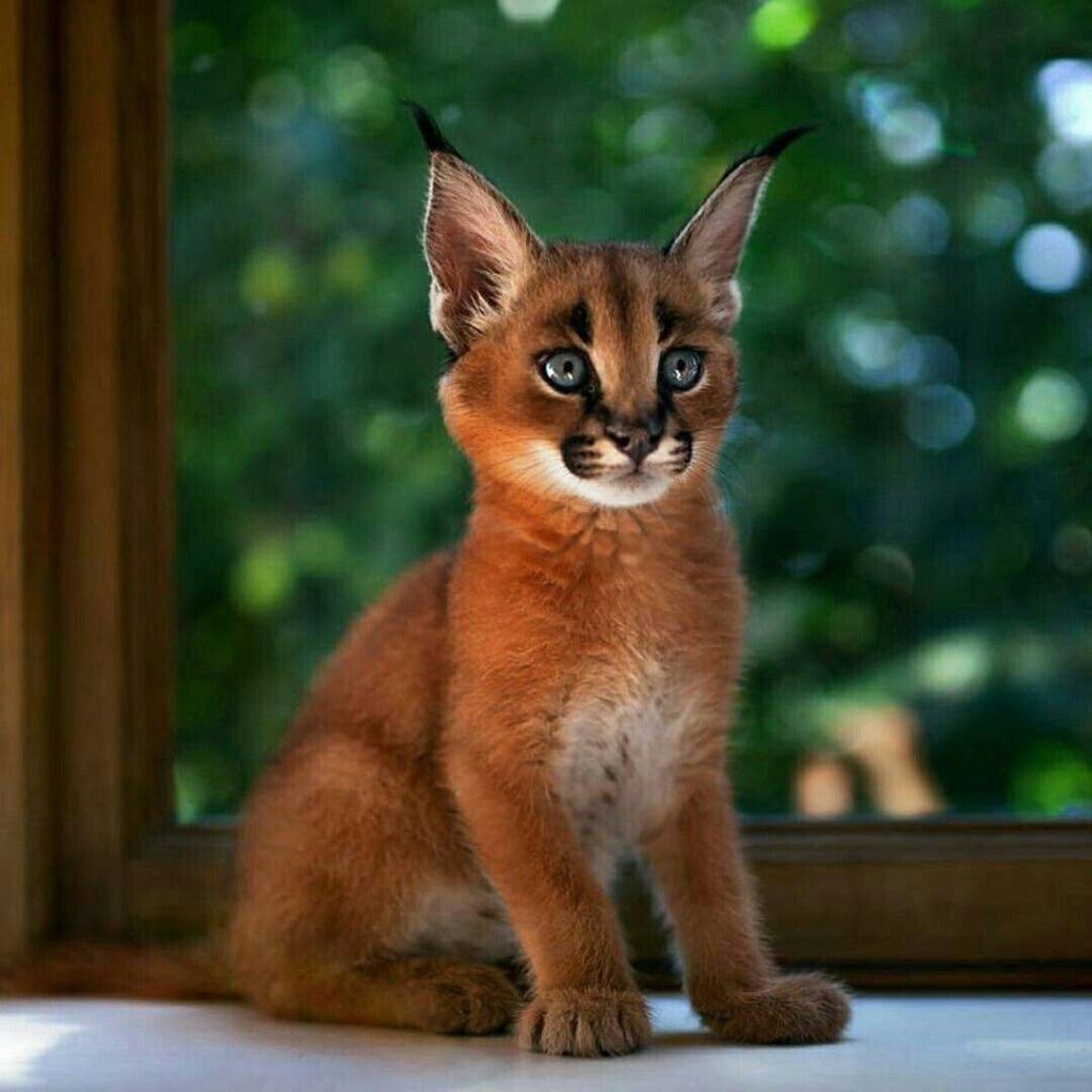 Gato Caracal 03