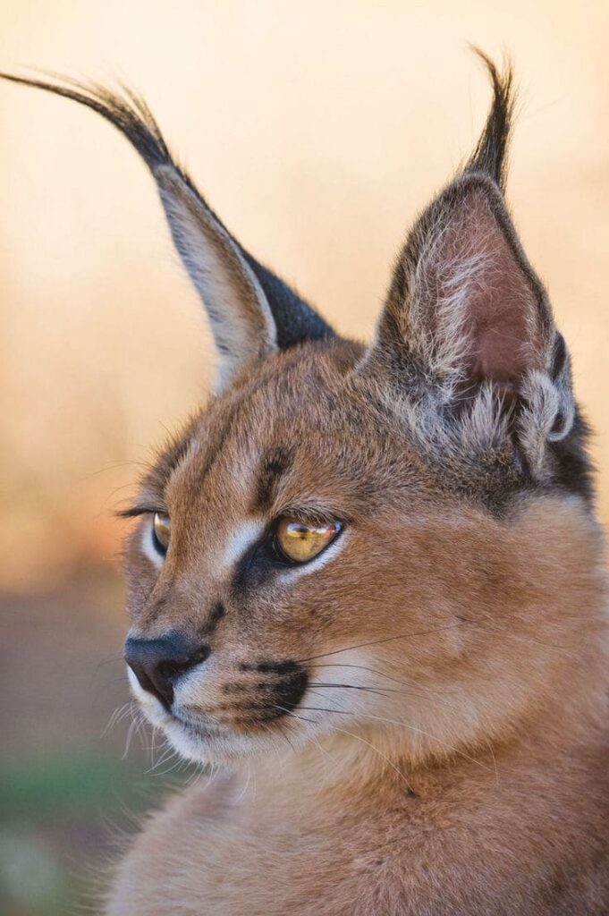 Gato Caracal 04