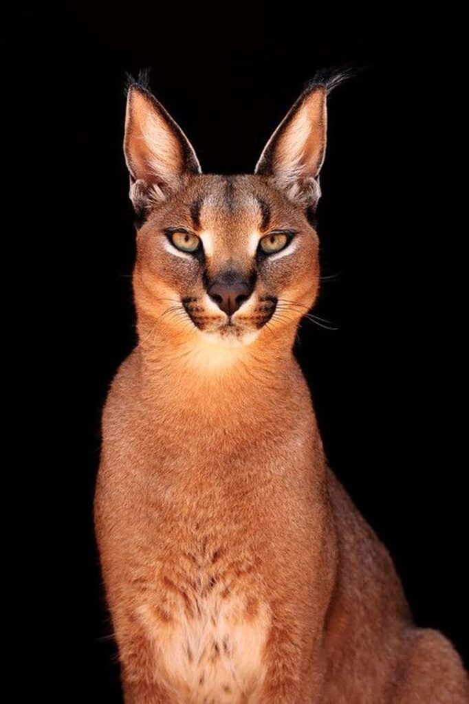 Gato Caracal 05