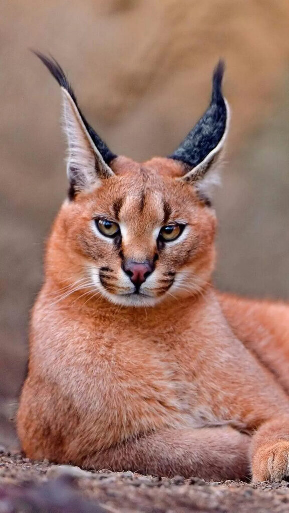 Gato Caracal 06