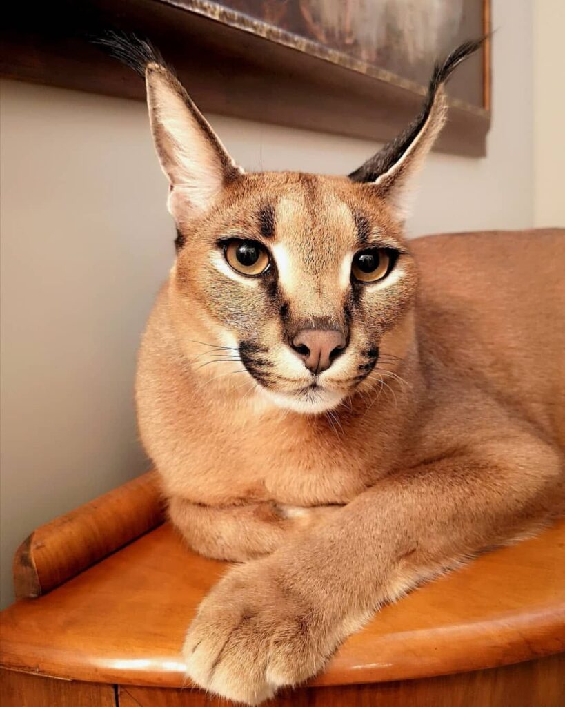 Gato Caracal 07