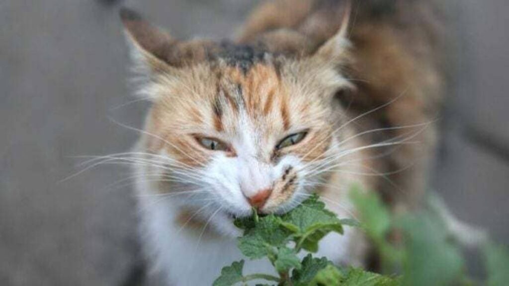 Gato Pode Comer Erva doce 01