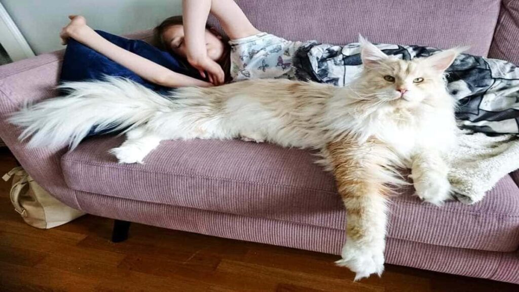 Maine Coon quanto custa um gato da raca gigante 01