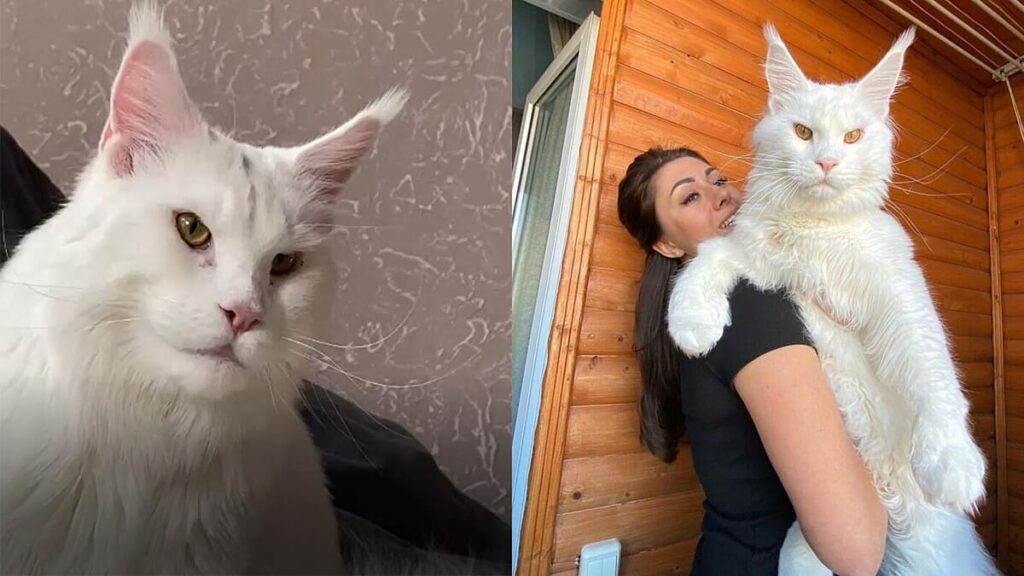 Maine Coon quanto custa um gato da raca gigante 02