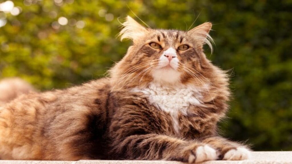 Maine Coon quanto custa um gato da raca gigante 03