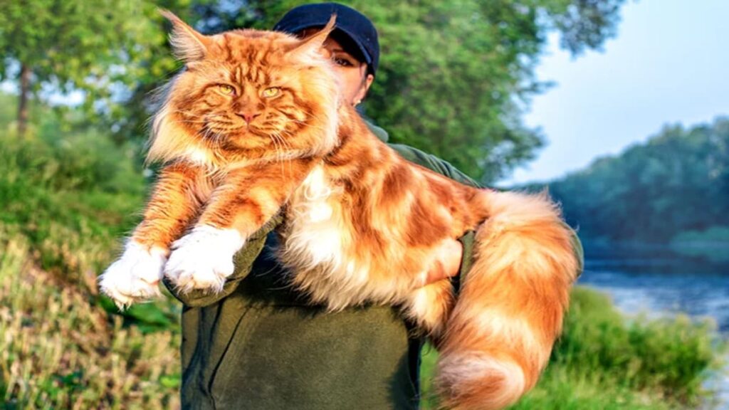 Maine Coon quanto custa um gato da raca gigante 04