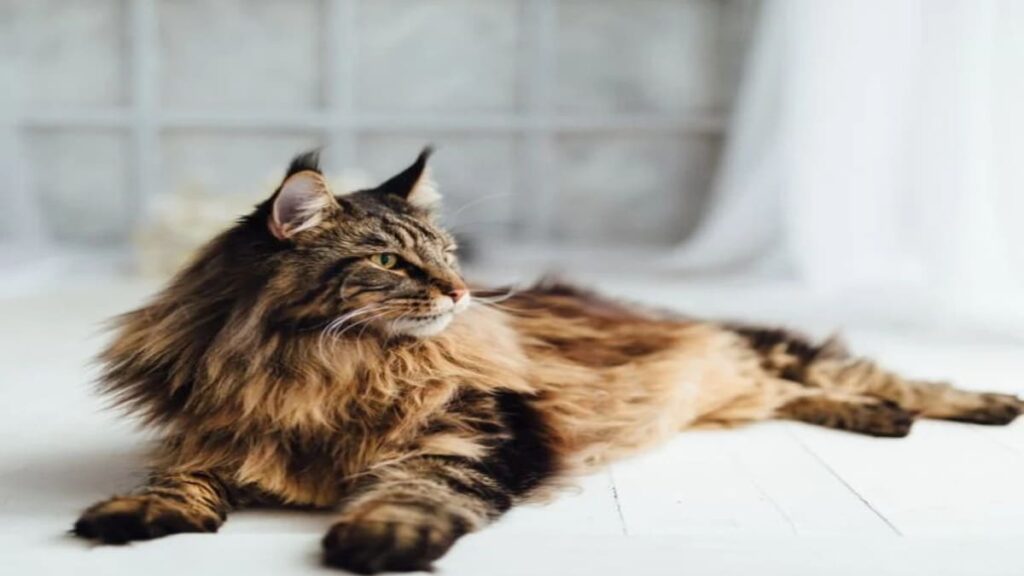 Maine Coon quanto custa um gato da raca gigante 05