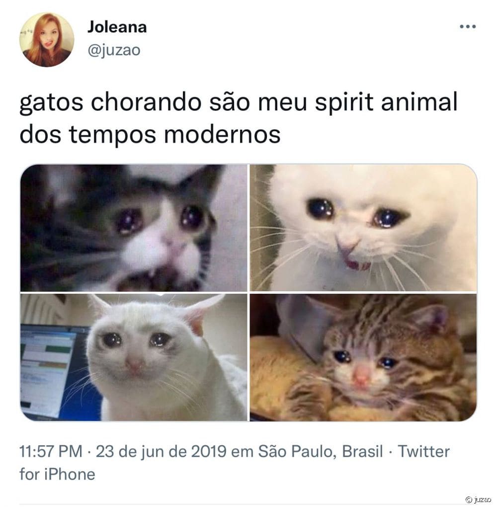 Memes de Gatos-09