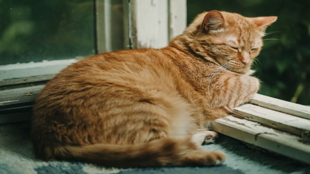 Por quanto tempo um gato fica sem comer 01