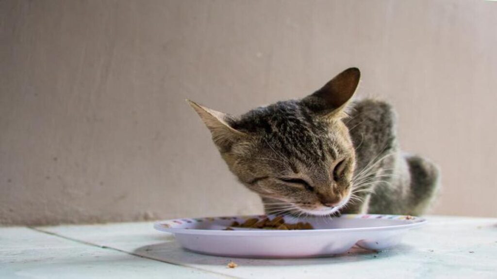 Por quanto tempo um gato fica sem comer 03