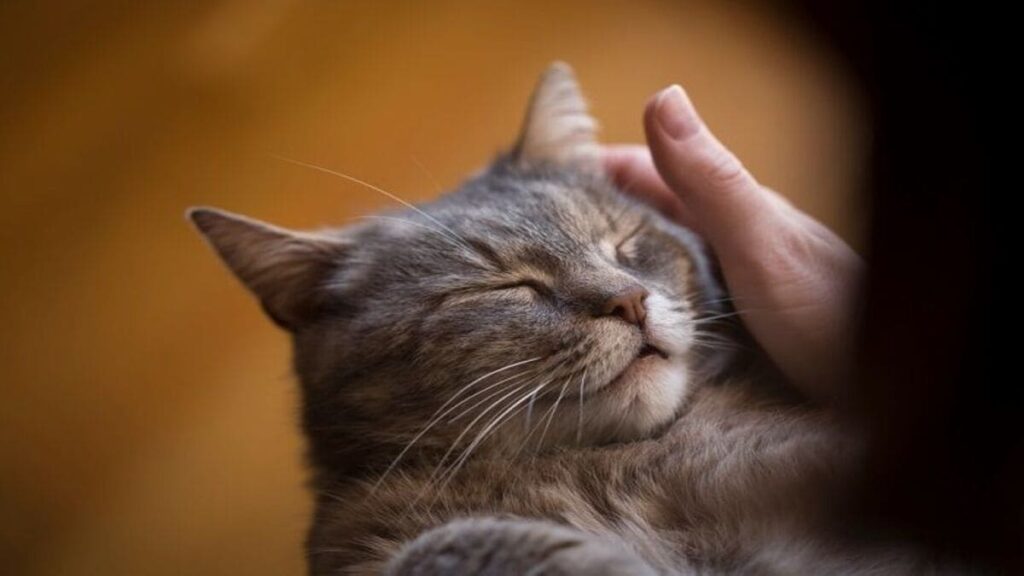 Por que o meu gato esta ronronando constantemente 03