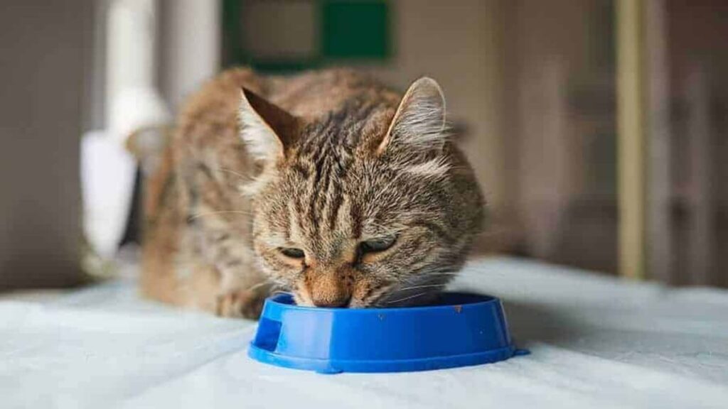 Quantas vezes o gato tem que comer por dia-01