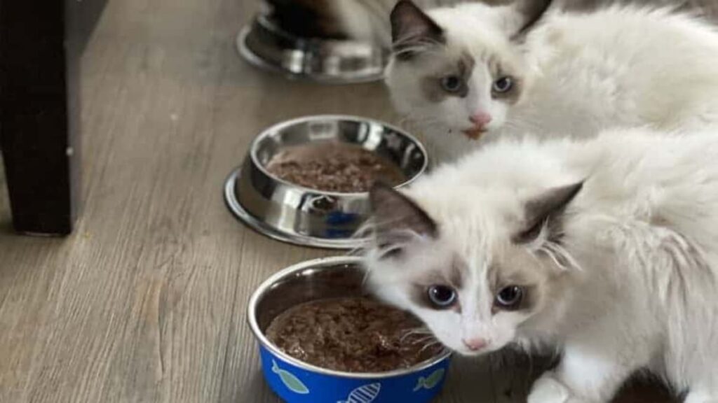 Quantas vezes o gato tem que comer por dia 03