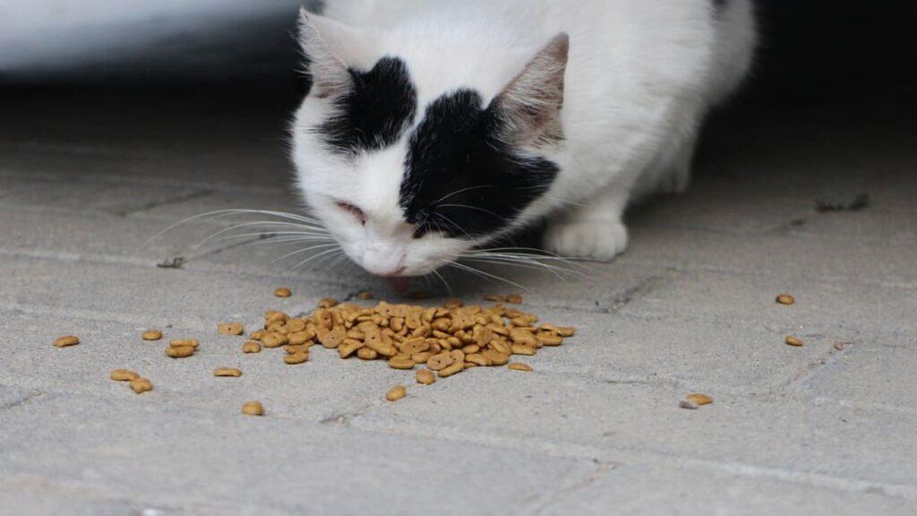 Quantas vezes o gato tem que comer por dia 04