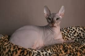 Sphynx 005