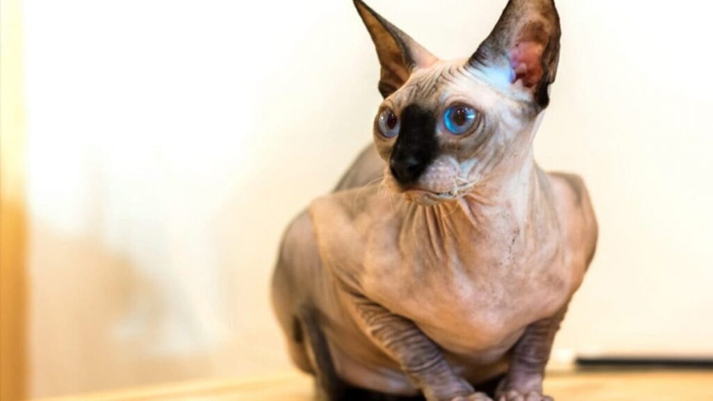 Sphynx 01