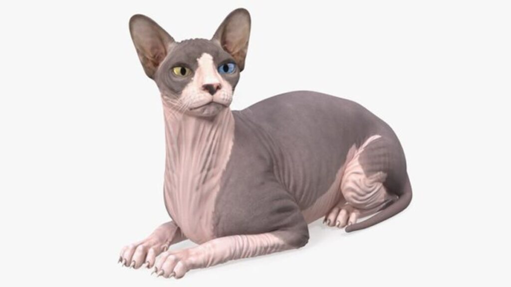 Sphynx 03