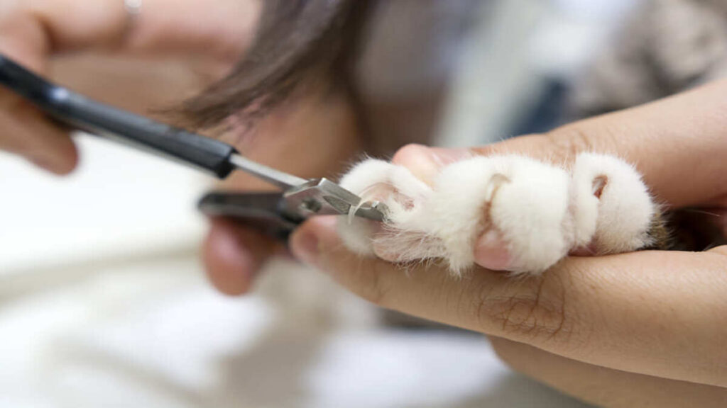 Como aparar as unhas do gato de forma segura e bem-sucedida-02