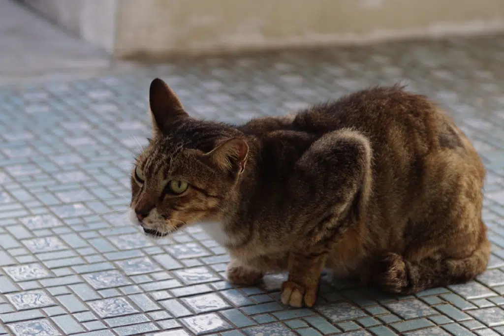 Incenso é prejudicial para os gatos - 02