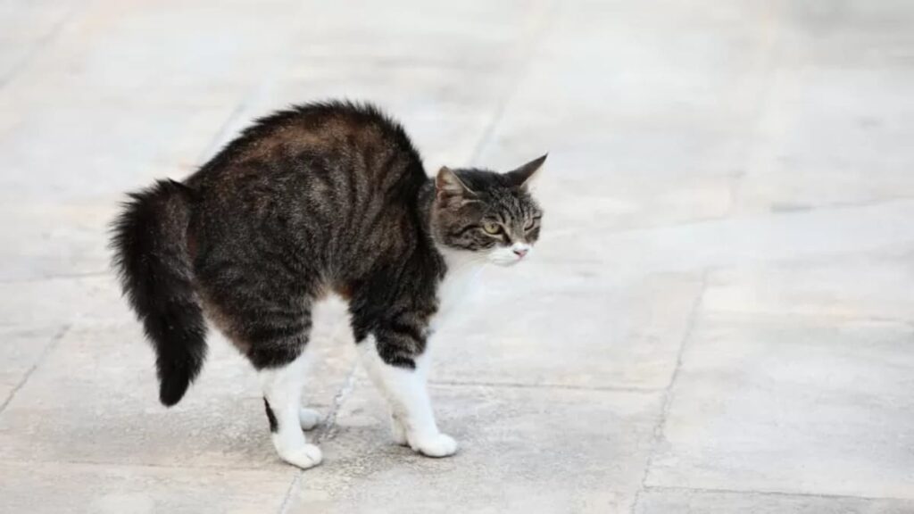 Posicoes da Cauda Decifrando a Linguagem Corporal Secreta do seu Gato 03