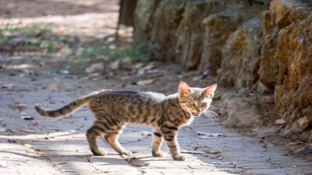 Posicoes da Cauda Decifrando a Linguagem Corporal Secreta do seu Gato 07