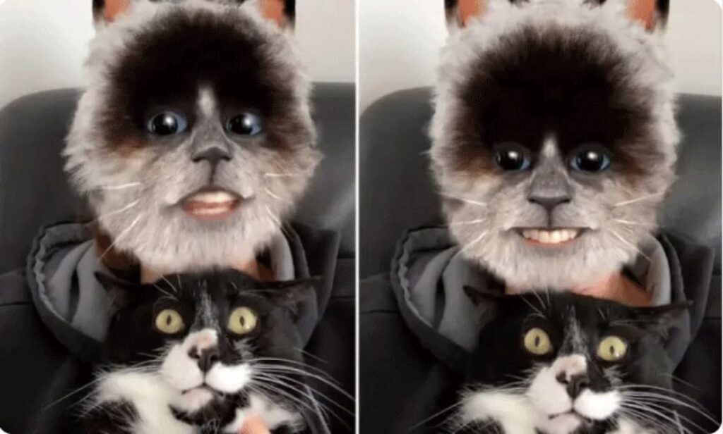 Veja o Mundo Através dos Olhos de um Gato com este Novo Filtro do TikTok-01-0000