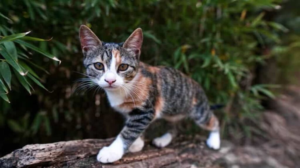 Gatos Resgatados Como Dar uma Nova Chance a um Felino de Rua-01