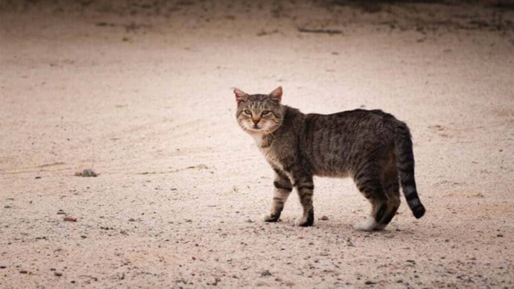 Gatos Resgatados Como Dar uma Nova Chance a um Felino de Rua-02