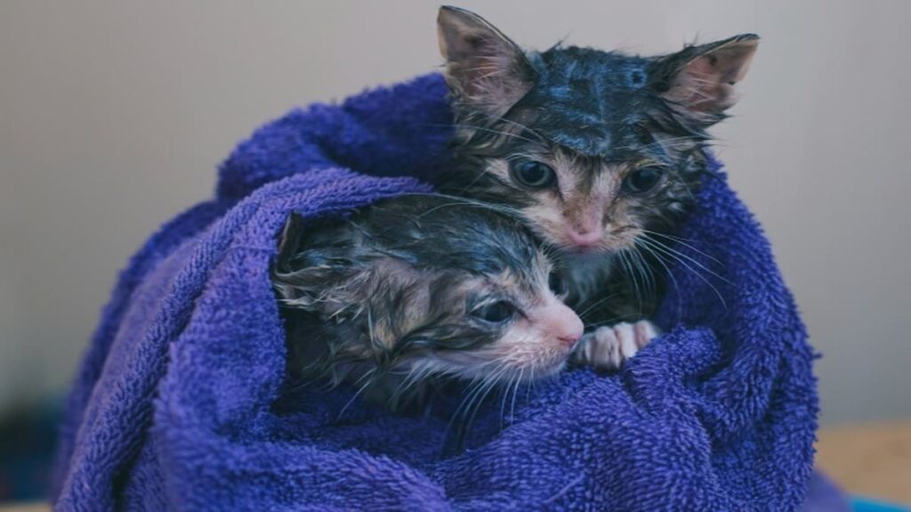 Gatos Resgatados Como Dar uma Nova Chance a um Felino de Rua-04