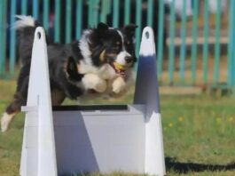 Flyball