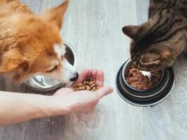 Nutrição de Cães e Gatos